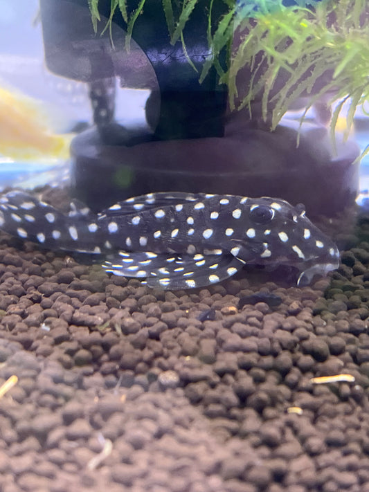 Polka Dot Pleco L201