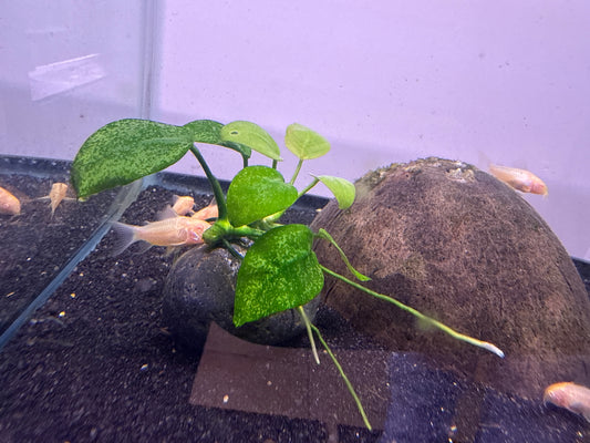 Anubias nana on rock