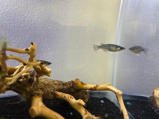 Blue Eye Daisy Rice Fish