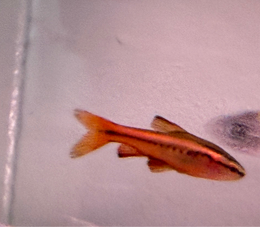 cherry barb