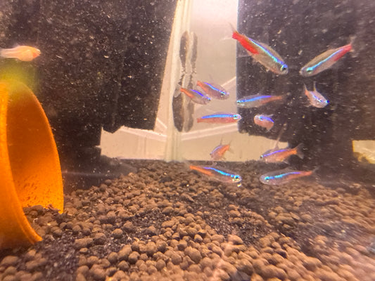 Cardinal Tetra
