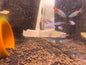 Cardinal Tetra