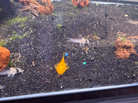 Super Red Bristlenose