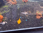 Super Red Bristlenose
