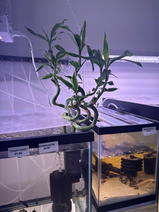 Curly Lucky Bamboo plant