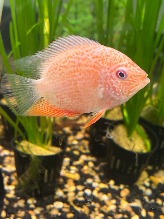 Severum Super Red