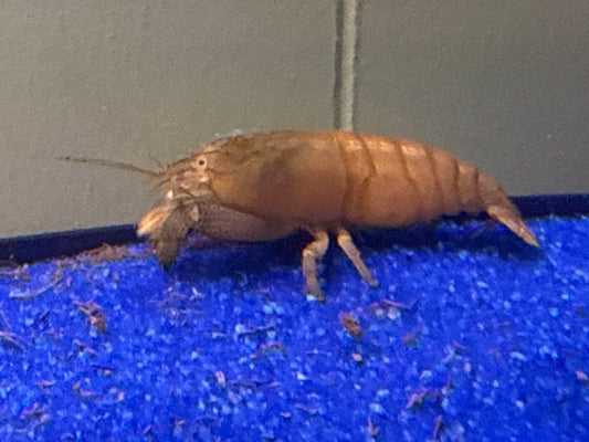 Vampire Shrimp