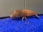 Vampire Shrimp