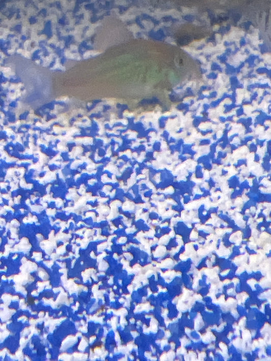 Green Aeneus Corydora