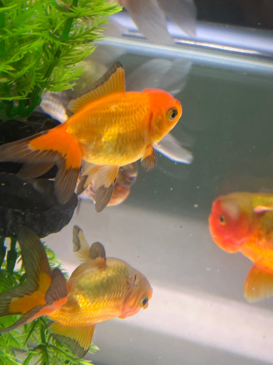 Faintail goldfish medium