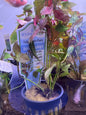 HydrOasis® Assorted Submerged Plant Potted