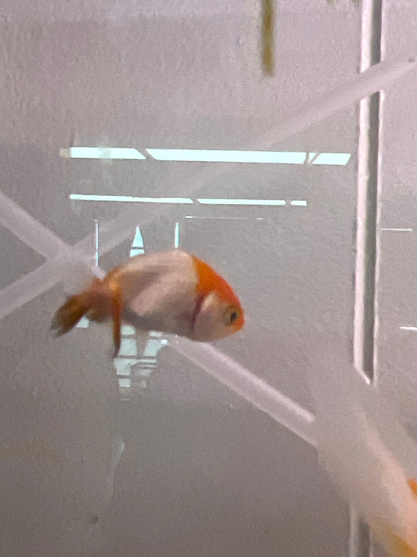 Lionhead Goldfish Small