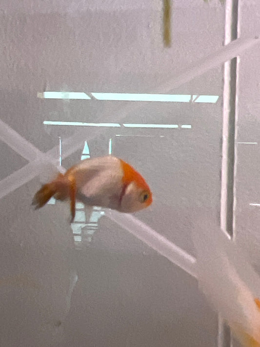 Lionhead Goldfish Small