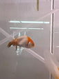 Lionhead Goldfish Small