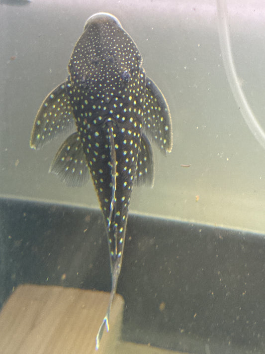 Blue Phantom Pleco L128