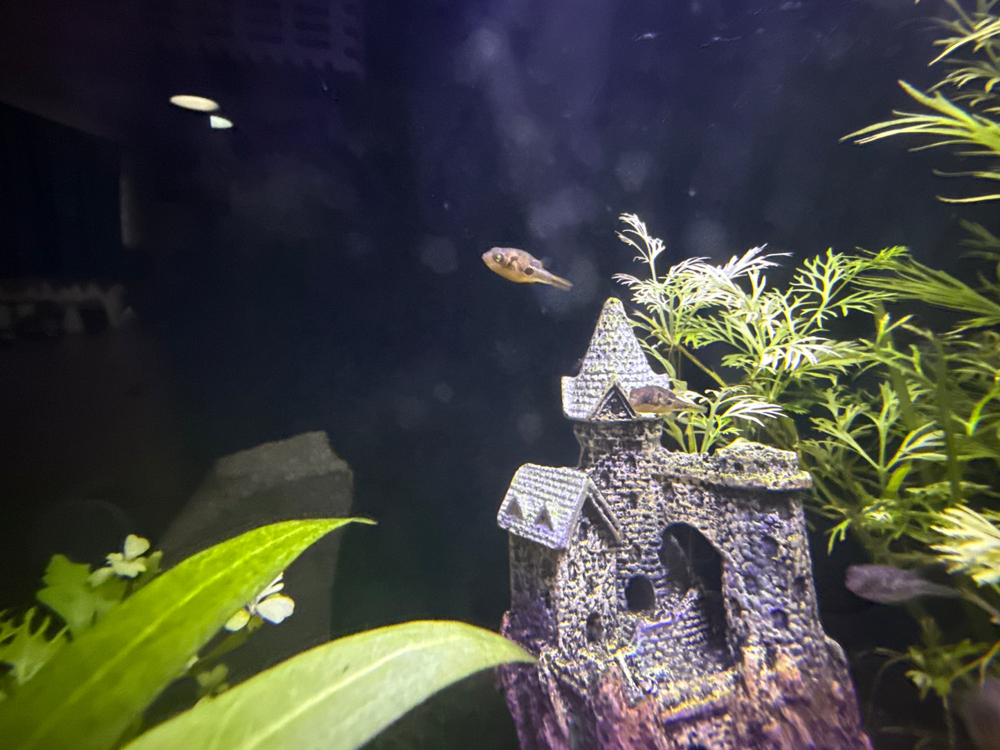 Dwarf BB puffer
