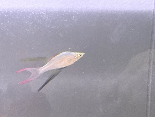 Threadfin Rainbows