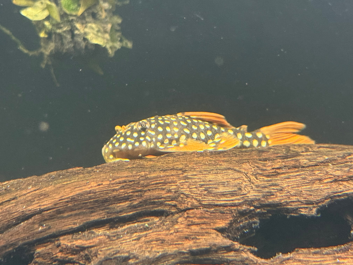 Goldie Pleco L014