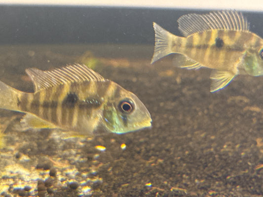 Geophagus Balzanii Cichlid