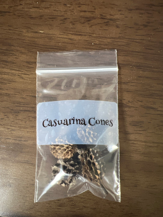 Casuarina Cones 4 pieces