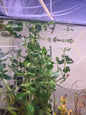 Wisteria Potted