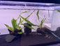 Driftwood with java fern