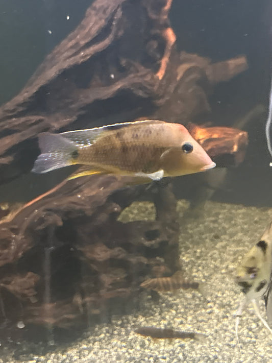 Geophagus Pellegrini Cichlid