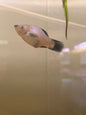 Assorted Platy
