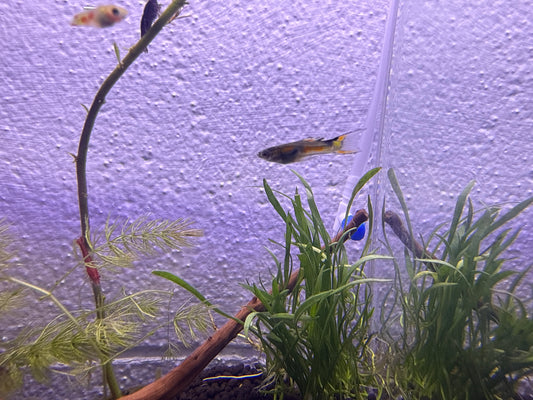 Assorted Fancy Endlers