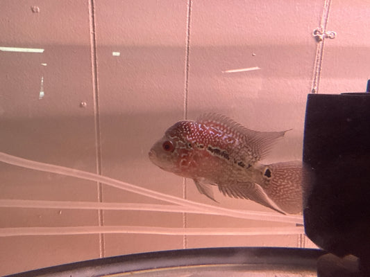 A grade Flowerhorn