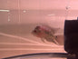 A grade Flowerhorn