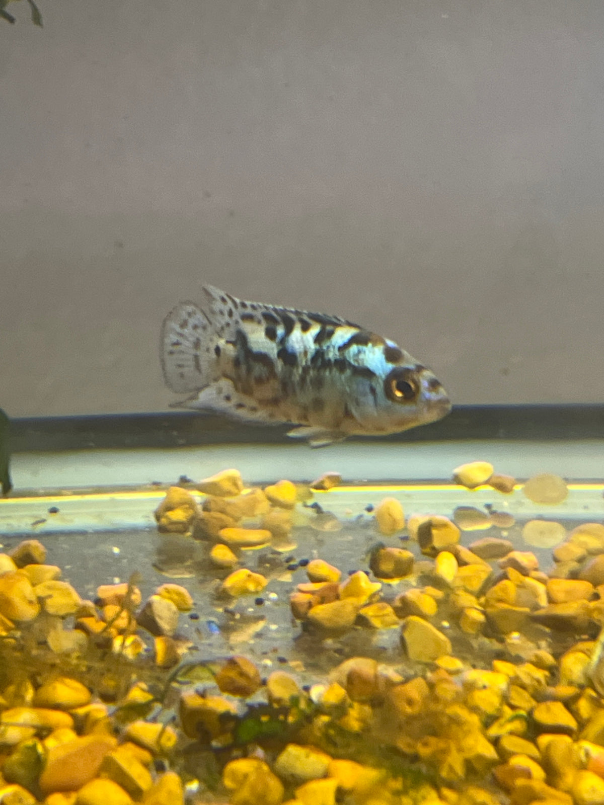Electric Blue Jack Dempsey