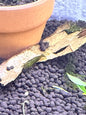 Green Jade Shrimp