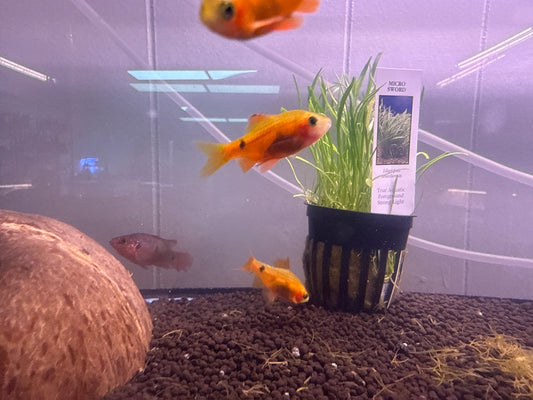 Red Glass Barb