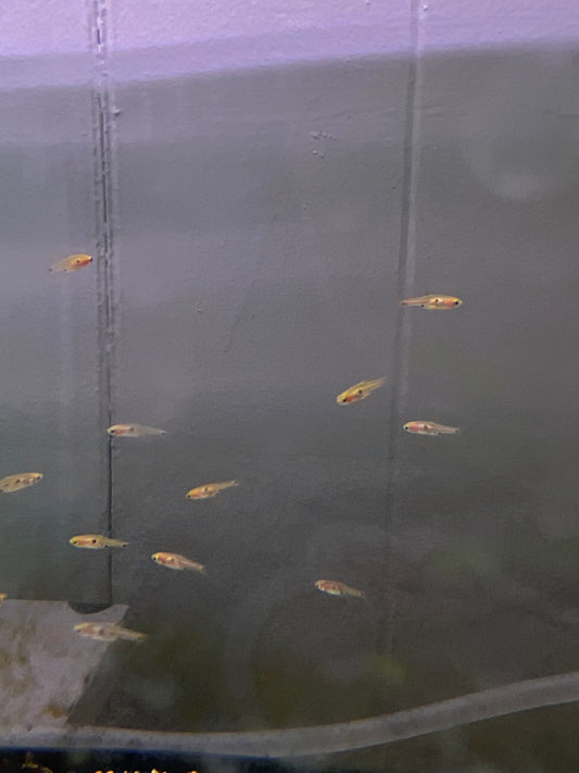 Strawberry Rasbora