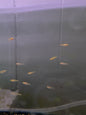 Strawberry Rasbora