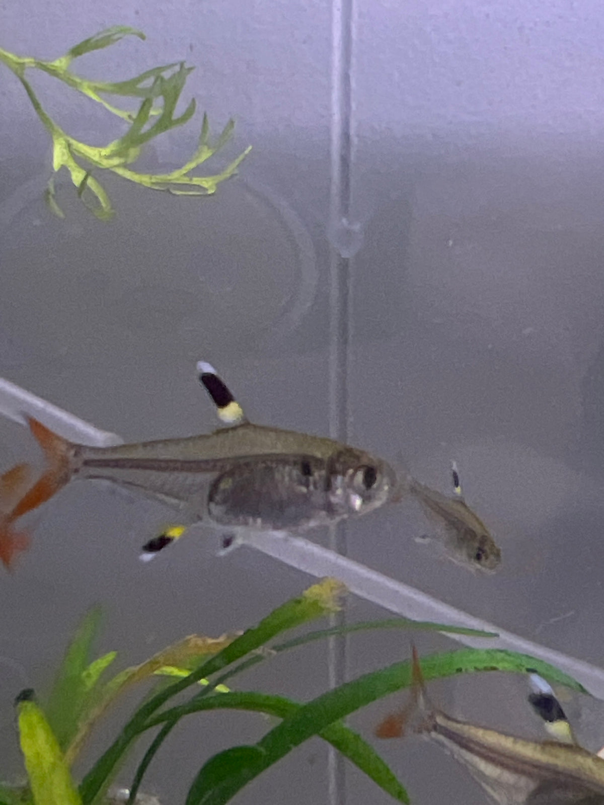 Pristella Tetra