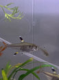 Pristella Tetra