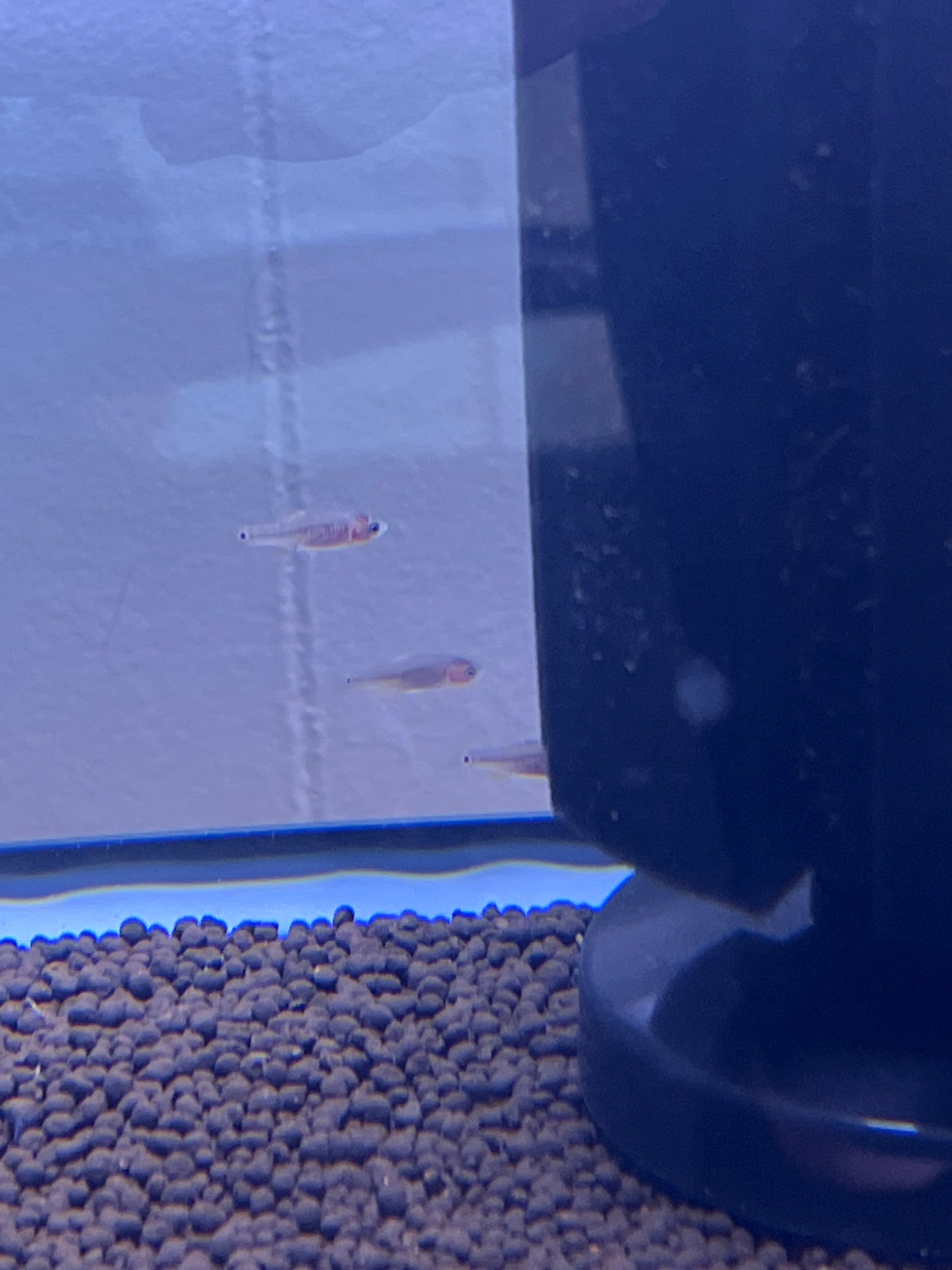 Dwarf Emerald Rasbora