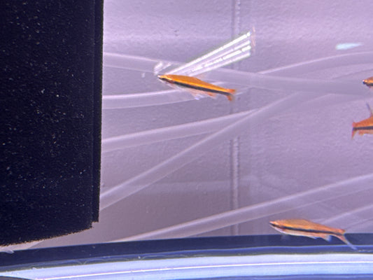 Pencilfish