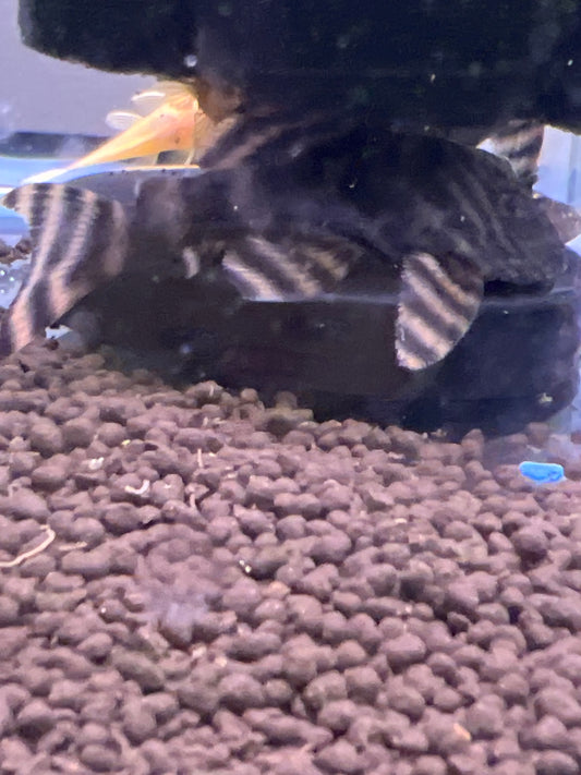 Tiger Pleco L002