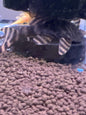 Tiger Pleco L002