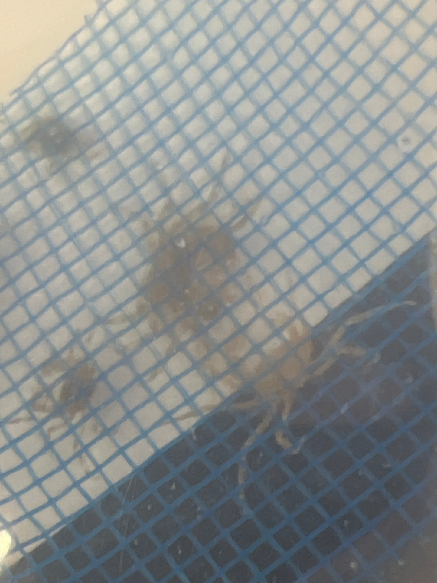Thai Micro Spider Crab 3 for 14.99