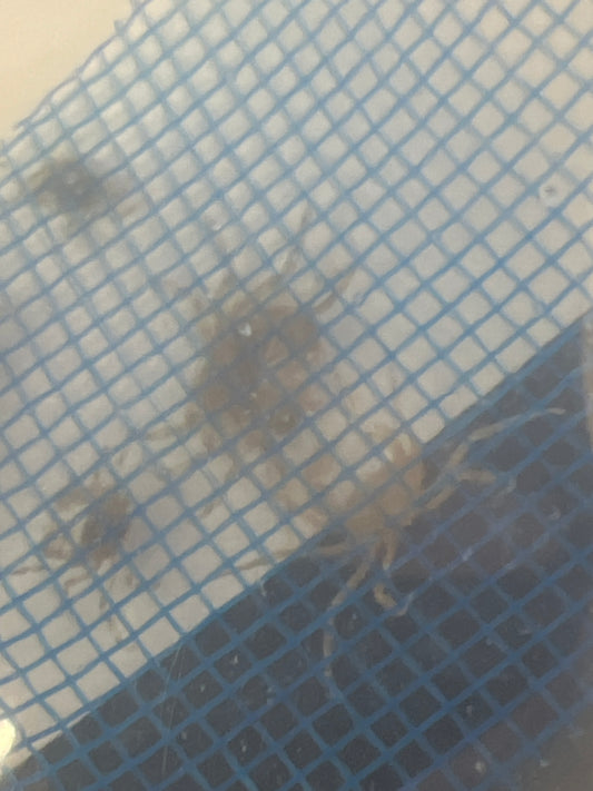 Thai Micro Spider Crab 3 for 14.99