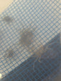 Thai Micro Spider Crab 3 for 14.99
