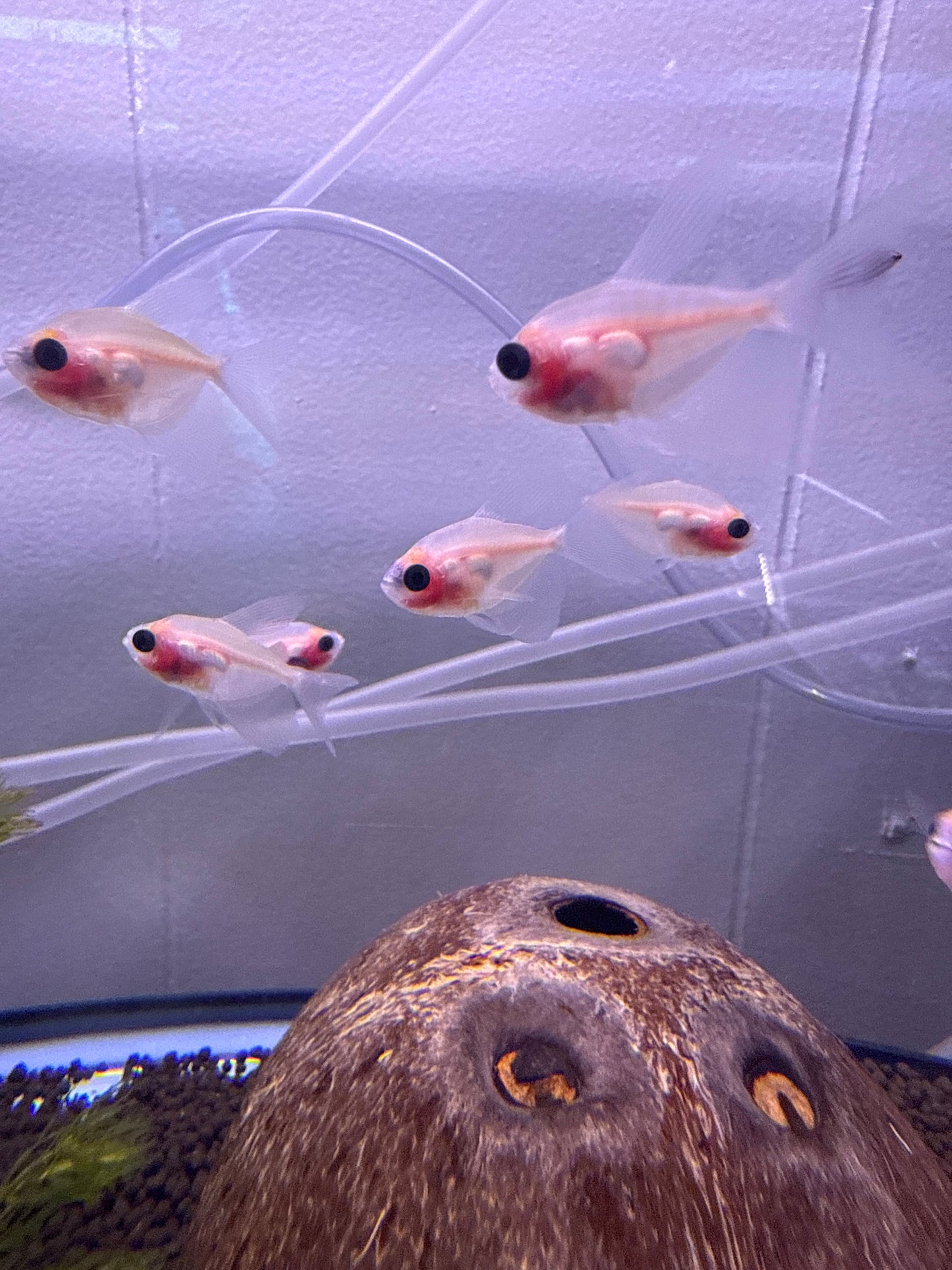 Blushing Longfin White Skirt Tetra