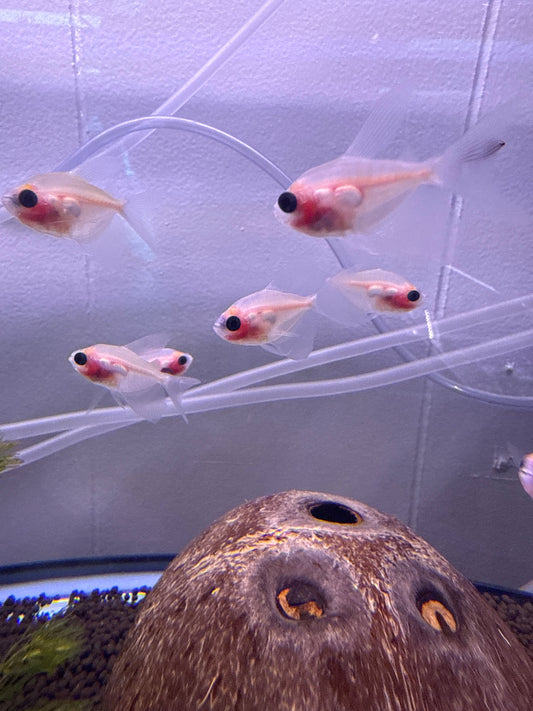 Longfin White Skirt Tetra