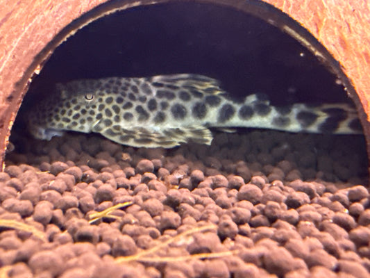 Para Pleco L075