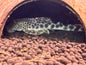Para Pleco L075