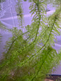 Anacharis Najas Bunched